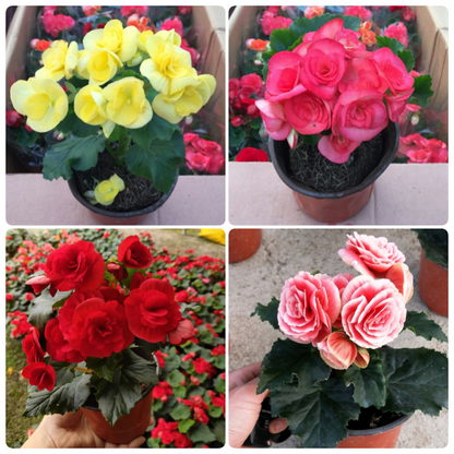 💥53% OFF🩷Mix Begonia Cucullata Seeds✨