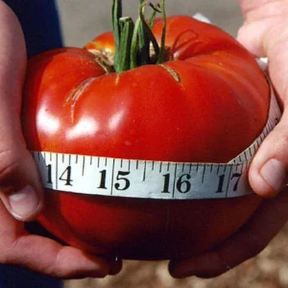 🍅Giant Beef Tomato Seeds-Up-To-2Kg✨New Year Special✨