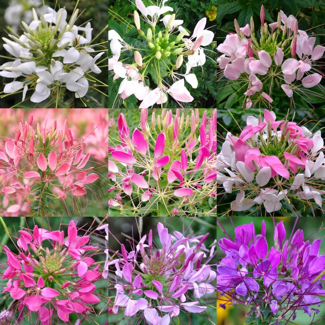 💥50% Off💥Mixed Spider Flower Cleome Seeds🌺