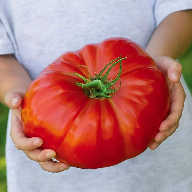 🍅Giant Beef Tomato Seeds-Up-To-2Kg✨New Year Special✨