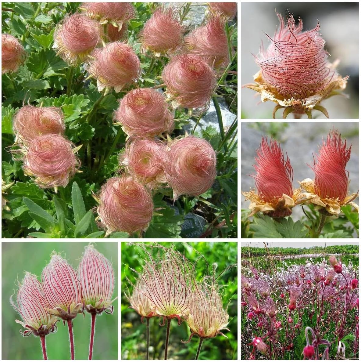 🌺Prairie Smoke Flower seeds🌺