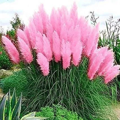 ✨200 Pcs Pampas Grass Magic Garden Seeds🌾