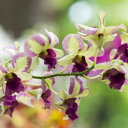 💥53% OFF🩷Vibrant Phalaenopsis Mixed Seeds✨