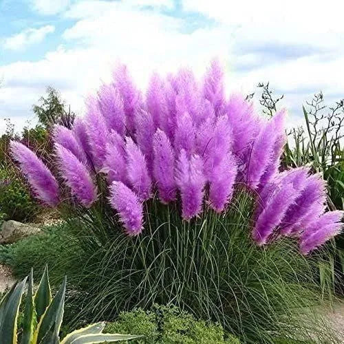 ✨200 Pcs Pampas Grass Magic Garden Seeds🌾