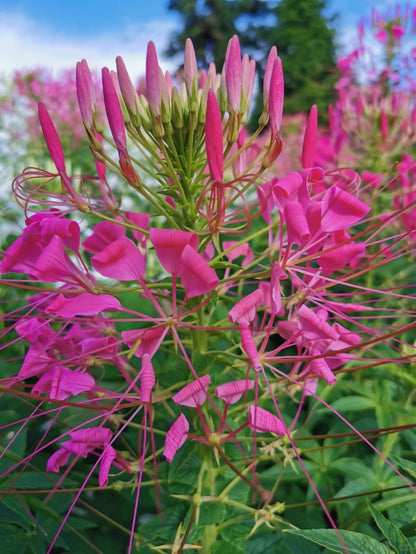 💥50% Off💥Mixed Spider Flower Cleome Seeds🌺