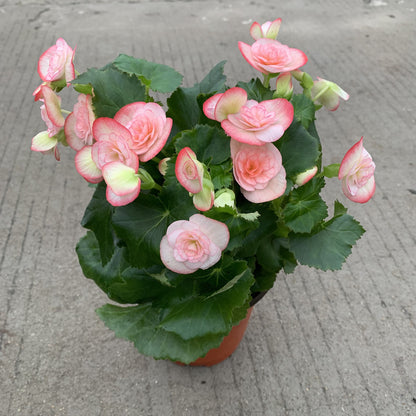 💥53% OFF🩷Mix Begonia Cucullata Seeds✨