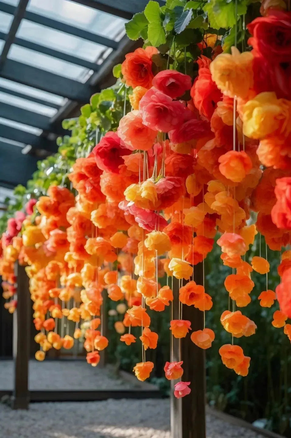 ✨Rare Breed-Draping Silk Begonia Seeds🌷