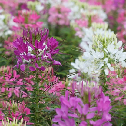 💥50% Off💥Mixed Spider Flower Cleome Seeds🌺