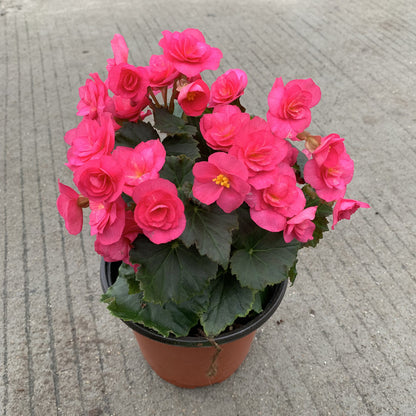 💥53% OFF🩷Mix Begonia Cucullata Seeds✨