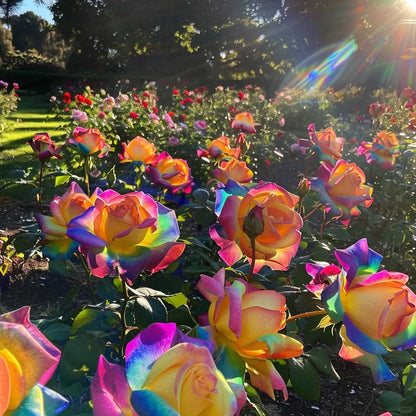 💥50% Off💥Colorful Rose Seeds🌸✨