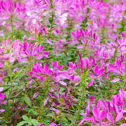 💥50% Off💥Mixed Spider Flower Cleome Seeds🌺