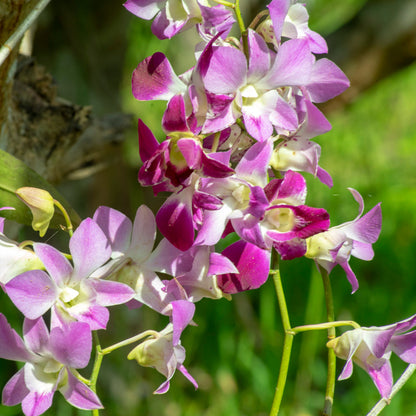 💥53% OFF🩷Vibrant Phalaenopsis Mixed Seeds✨