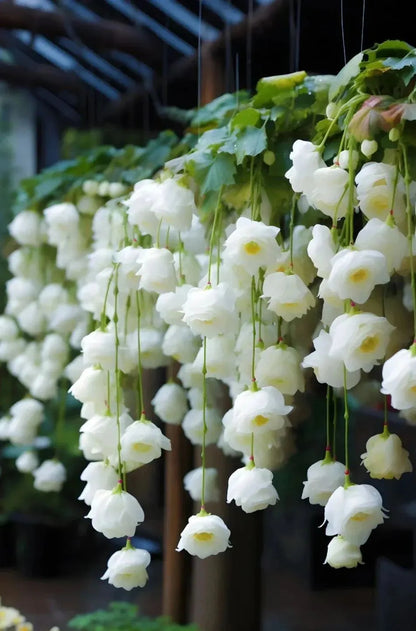 ✨Rare Breed-Draping Silk Begonia Seeds🌷