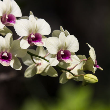 💥53% OFF🩷Vibrant Phalaenopsis Mixed Seeds✨