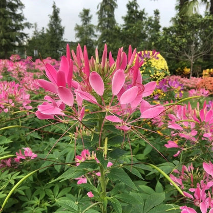 💥50% Off💥Mixed Spider Flower Cleome Seeds🌺