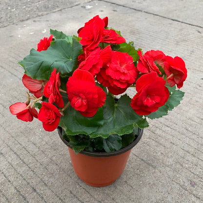 💥53% OFF🩷Mix Begonia Cucullata Seeds✨