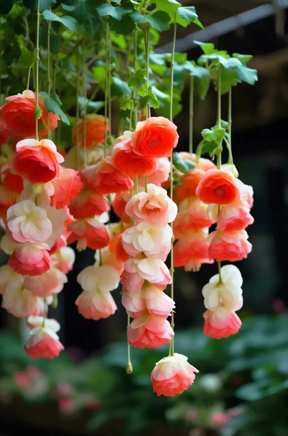 ✨Rare Breed-Draping Silk Begonia Seeds🌷