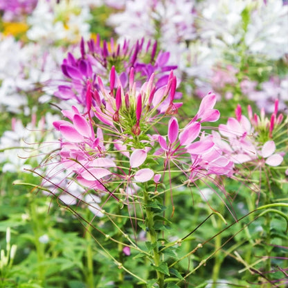 💥50% Off💥Mixed Spider Flower Cleome Seeds🌺