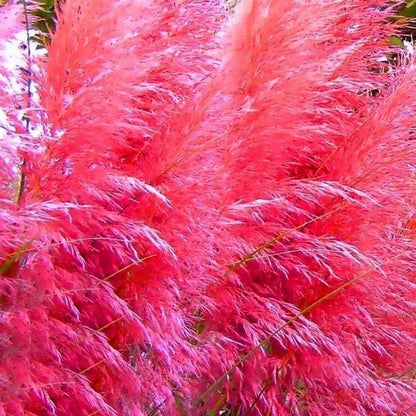 ✨200 Pcs Pampas Grass Magic Garden Seeds🌾