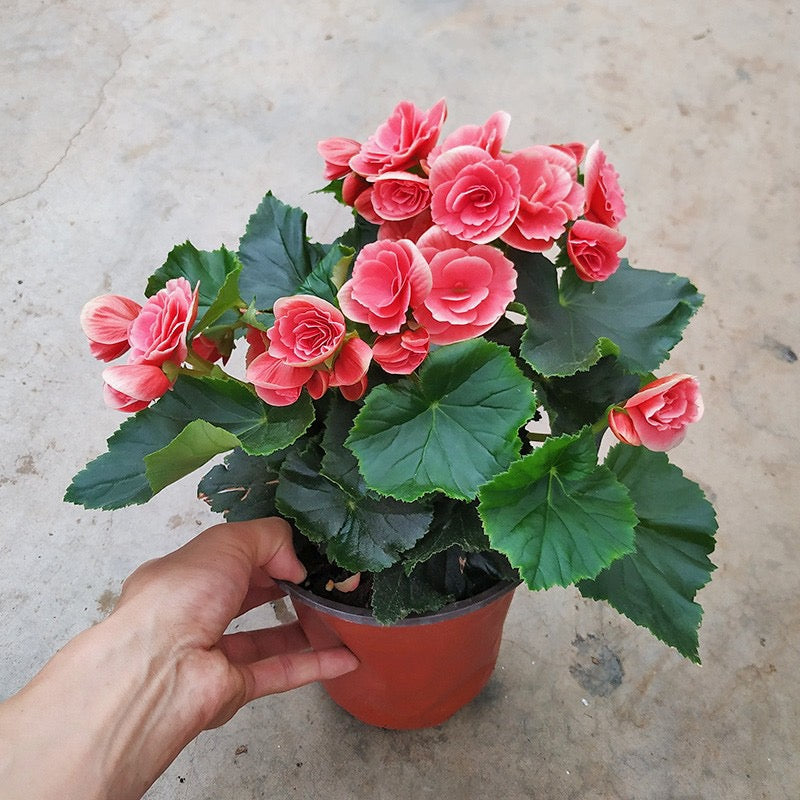 💥53% OFF🩷Mix Begonia Cucullata Seeds✨