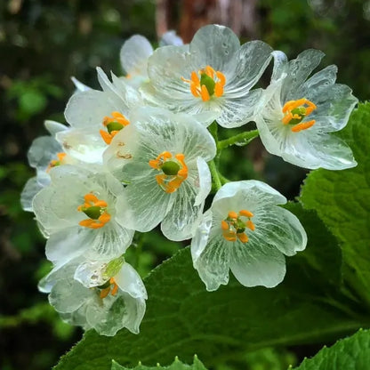 Skeleton Flower Seeds (Diphylleia Grayi Seeds)🌼