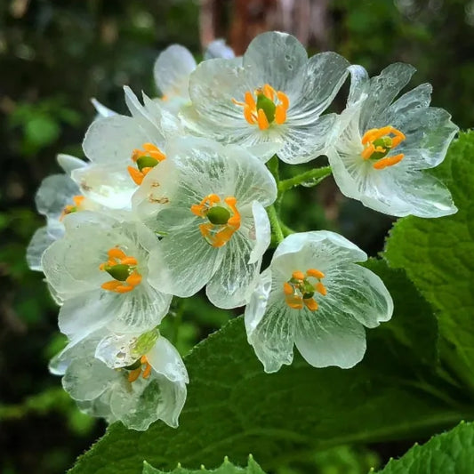 Skeleton Flower Seeds (Diphylleia Grayi Seeds)🌼