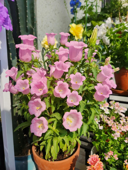 💥50% Off💥Campanula Flower Seeds🌺