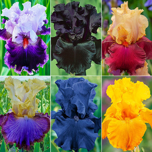 Bearded Iris Collection