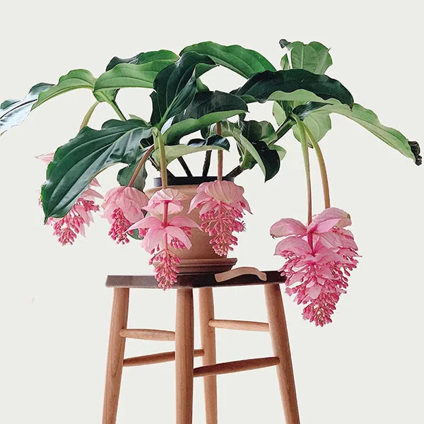 Medinilla Magnifica Flower Seeds