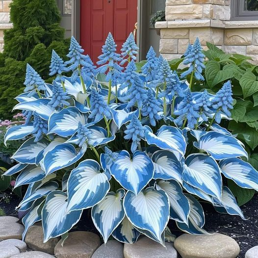 🎁2025 Special Offer🍃Rare Hosta Seeds🌿Celestial Blue