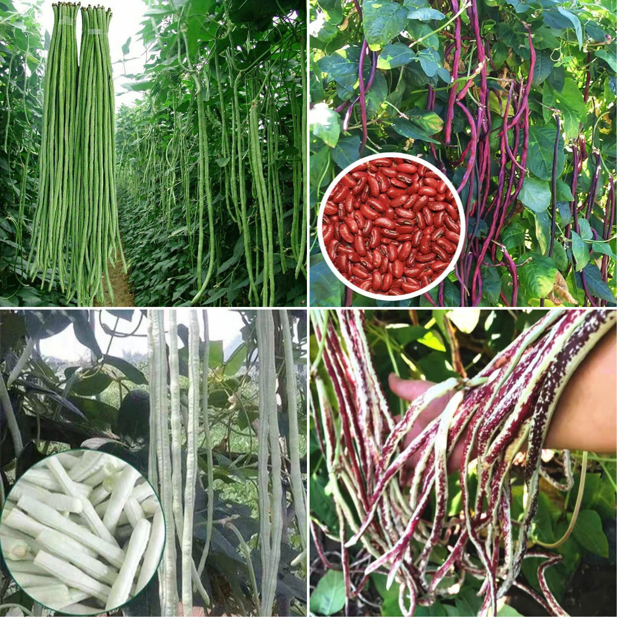 Multi-Color High Yield Long Cowpea Seeds
