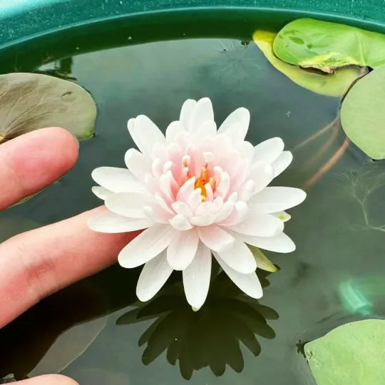 🔥🔥🔥【7 Days Germination】Last Day Sale🌸 - 50% OFF💐The Sacred Bonsai Bowl Lotus Flower Seeds，Brings wealth and happiness