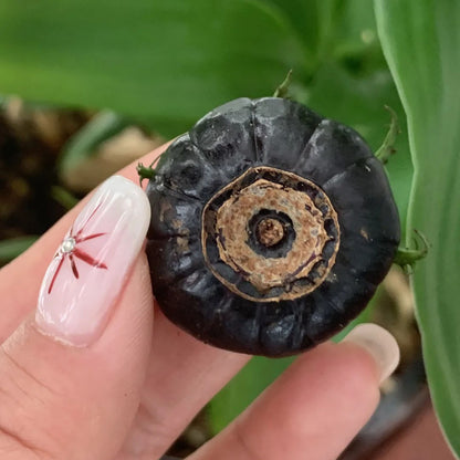 Red Berry Ginseng-Spider Fruit Seeds