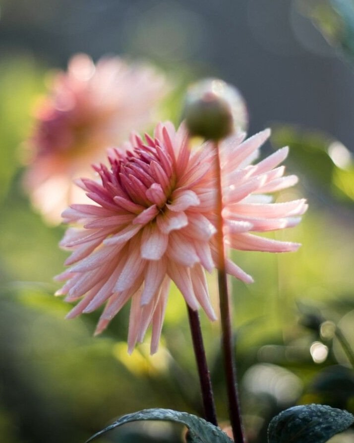 Dahlia ‘Preference’