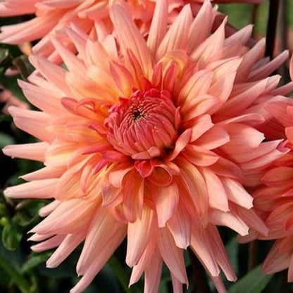 Dahlia ‘Preference’