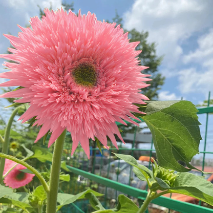 🌻Teddy Bear Sunflower Seeds