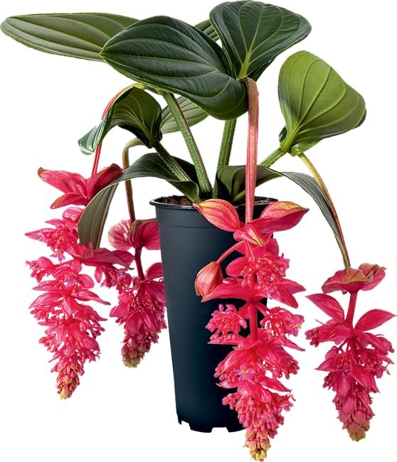 Medinilla Magnifica Flower Seeds