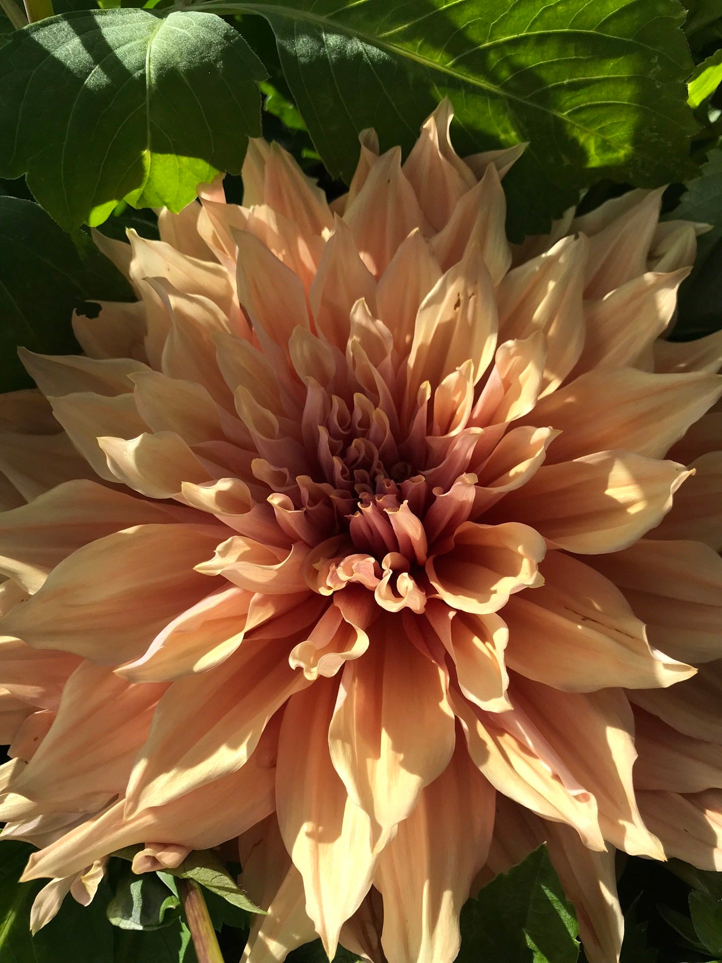 Dahlia ‘Sherwood Peach’