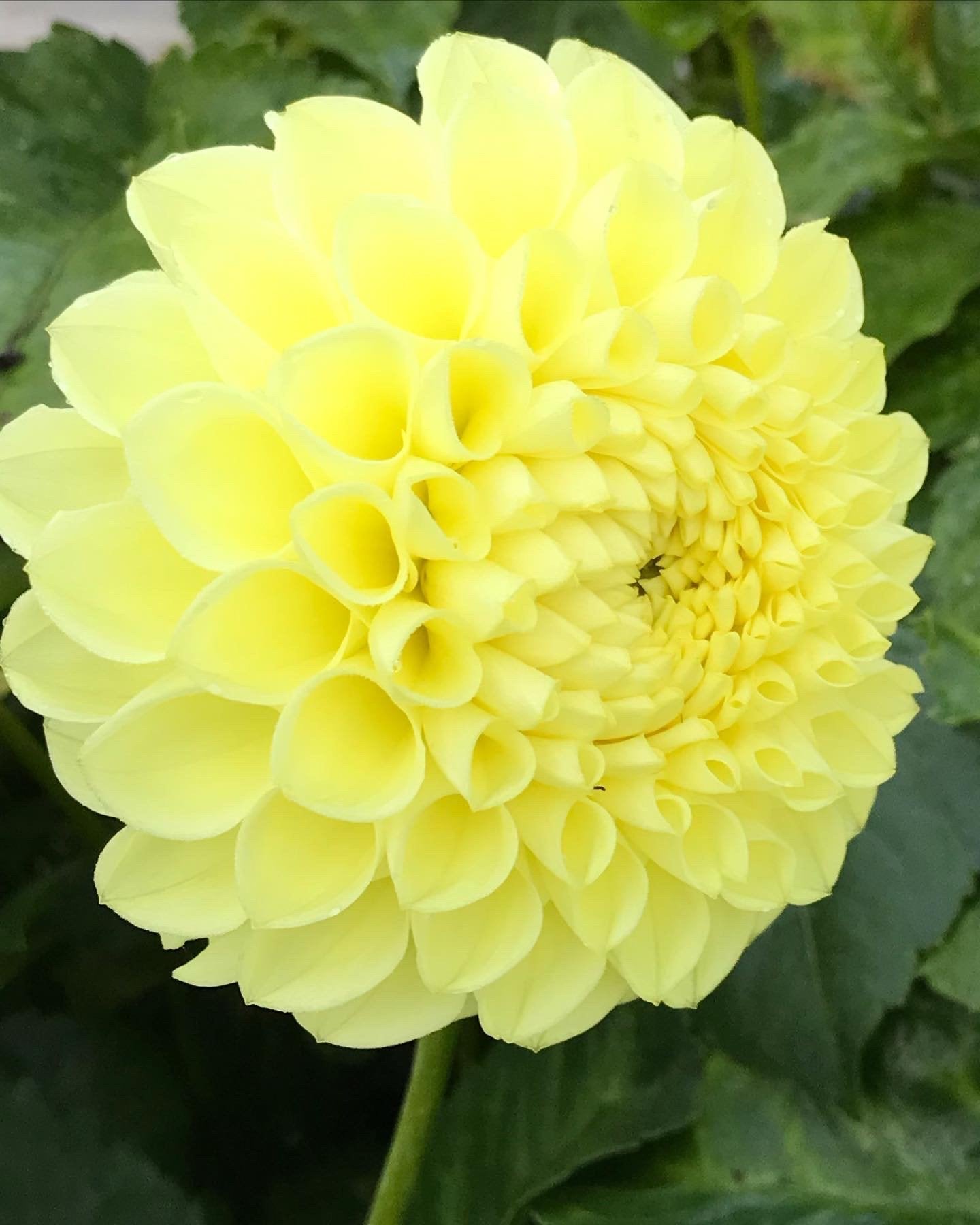 Polventon Supreme Dahlia