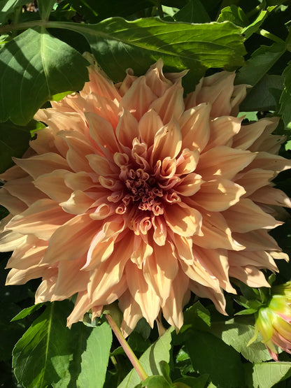 Dahlia ‘Sherwood Peach’