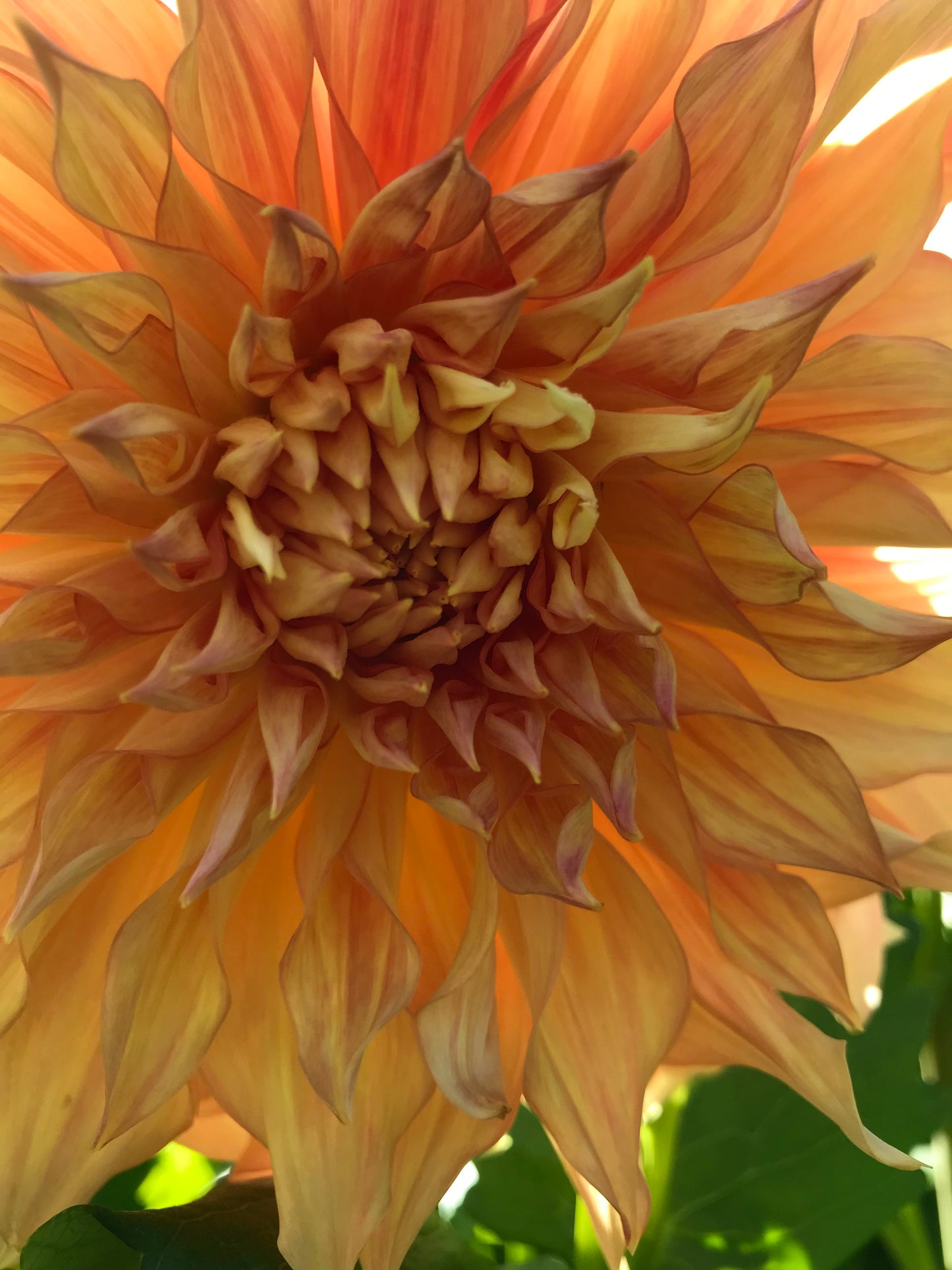 Dahlia ‘Sherwood Peach’