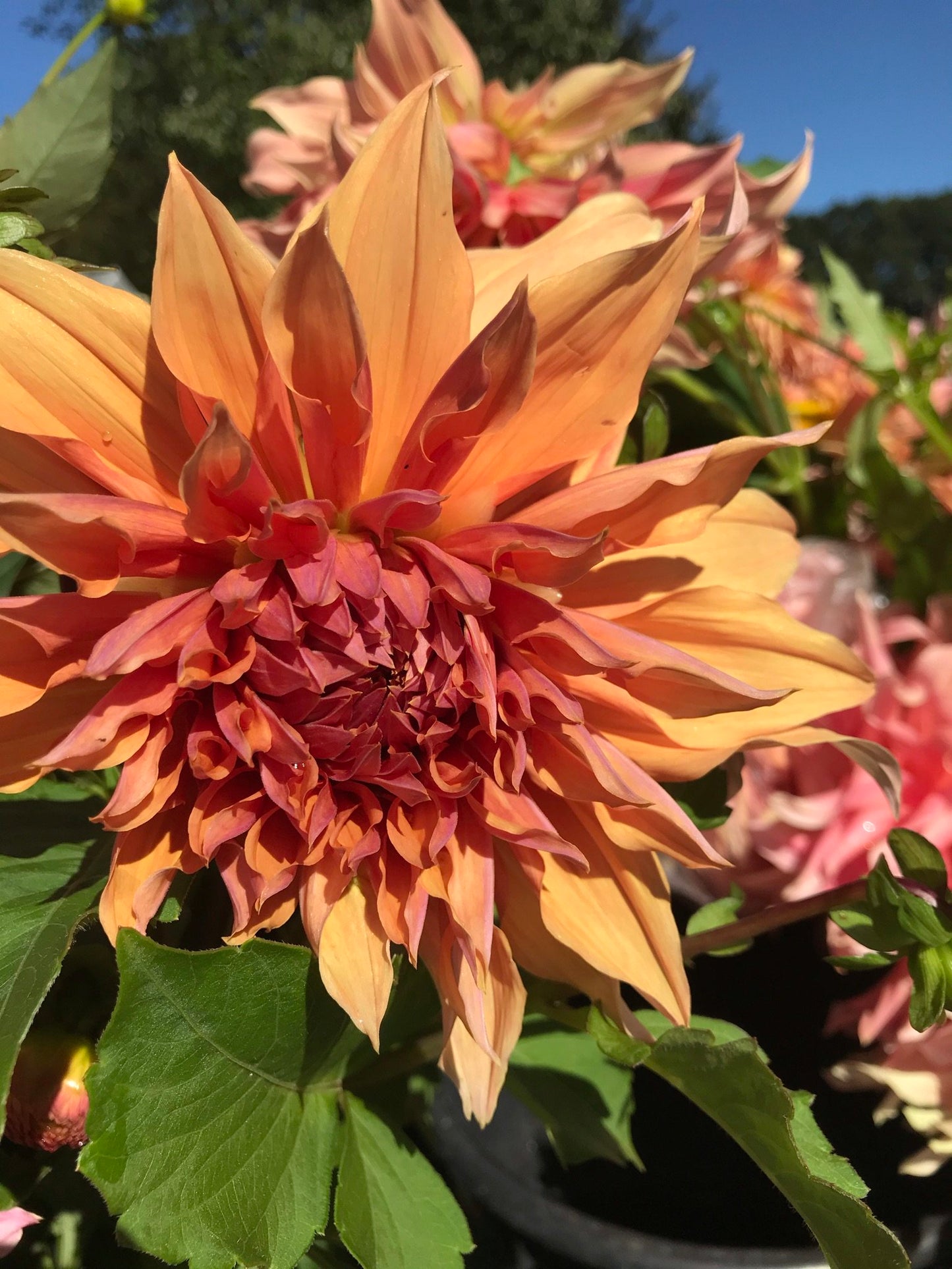 Dahlia ‘Sherwood Peach’