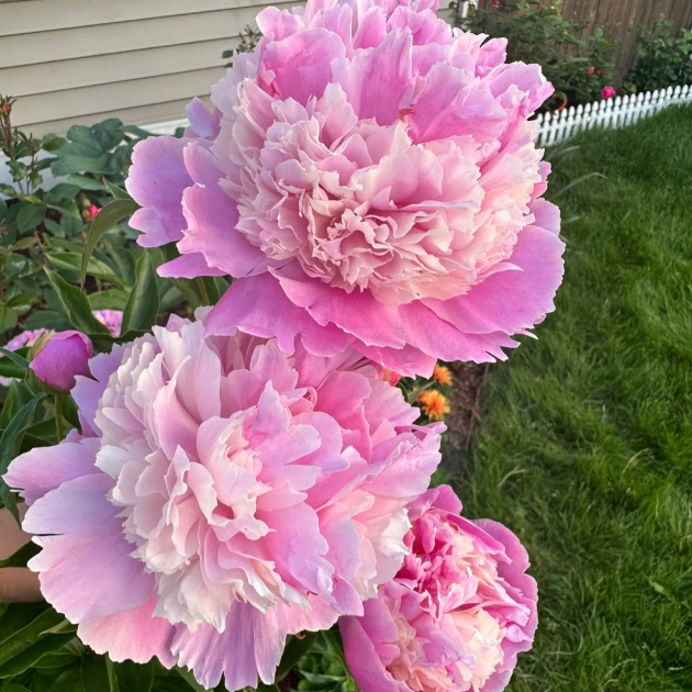 🌺The Queen of Flowers—Peony Flower