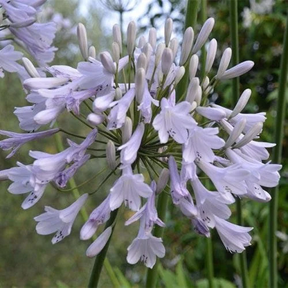 🔥Agapanthus Seeds💥Enjoy 50% Off