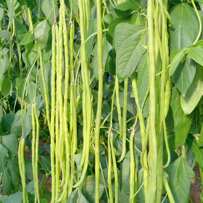 Long cowpea: A high-yielding vegetable in a short time🌱