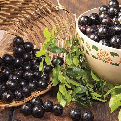 Jabuticaba-Plinia cauliflora-Tree Grape Seeds