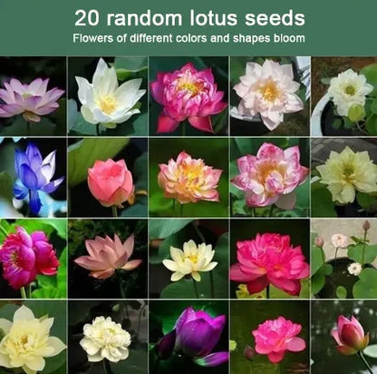 🔥🔥🔥【7 Days Germination】Last Day Sale🌸 - 50% OFF💐The Sacred Bonsai Bowl Lotus Flower Seeds，Brings wealth and happiness