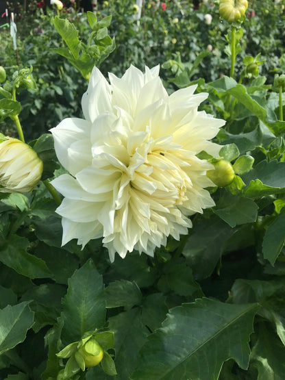 Dahlia ‘Fleurel’