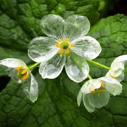 Skeleton Flower Seeds (Diphylleia Grayi Seeds)🌼