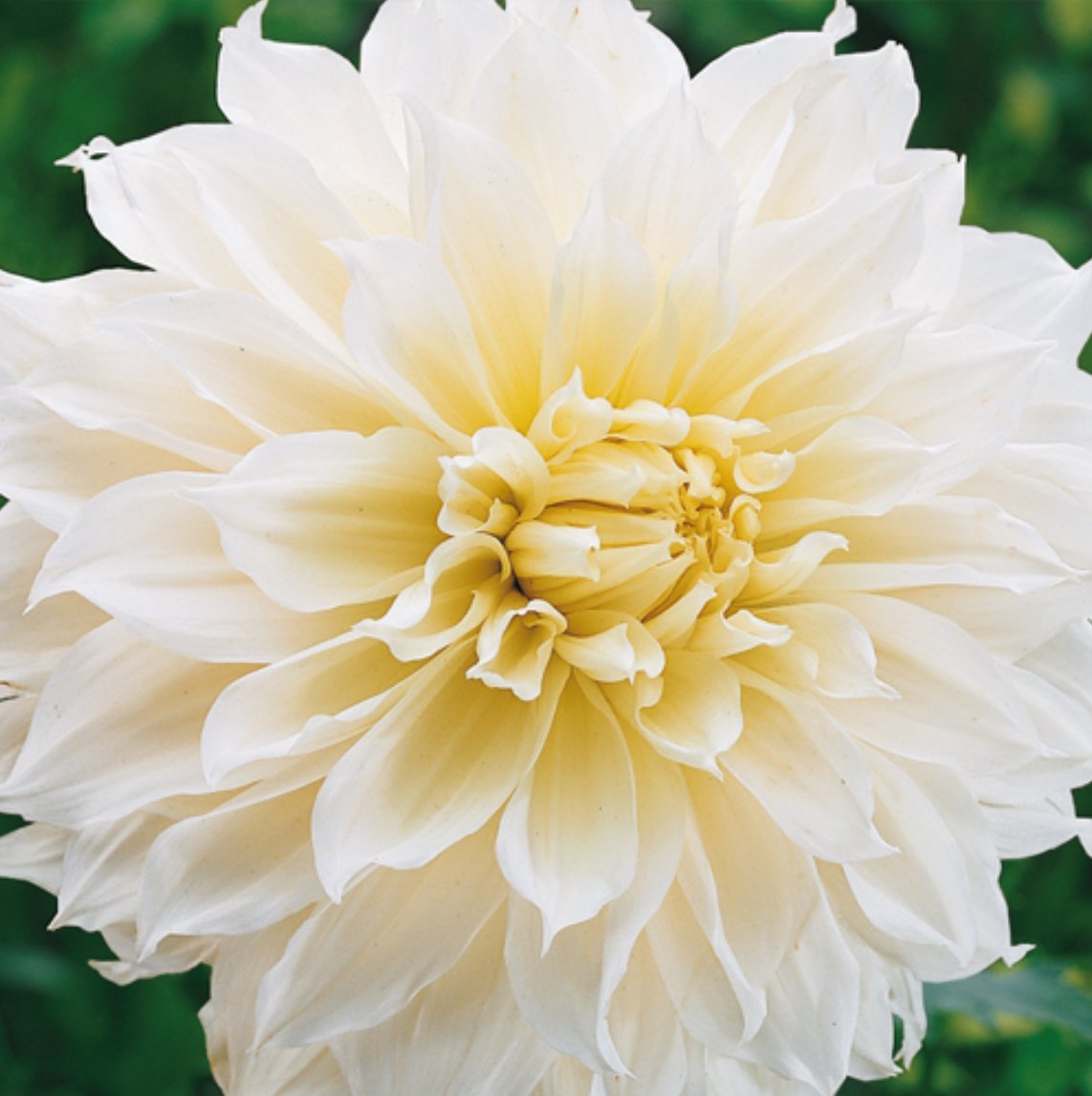 Dahlia ‘Fleurel’